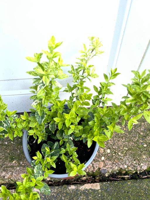 Buy & Sell Kings Heath Birmingham - Photos for Shrub Euyomous fortunei marble 