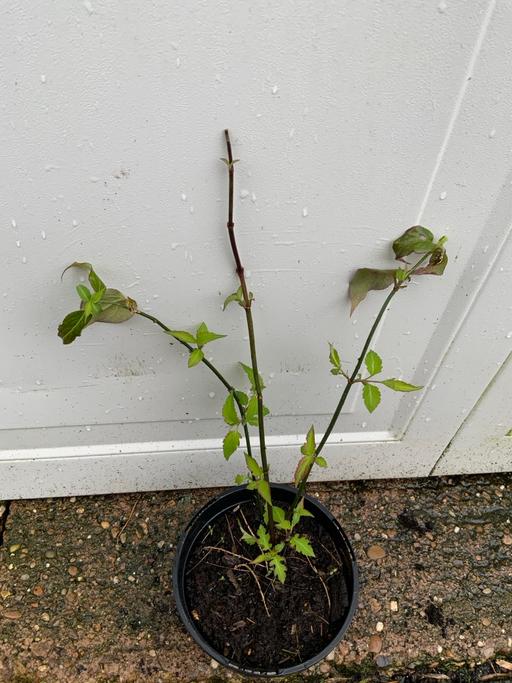 Buy & Sell Stirchley Birmingham - Photos for Shrub Leycesteria Formosa