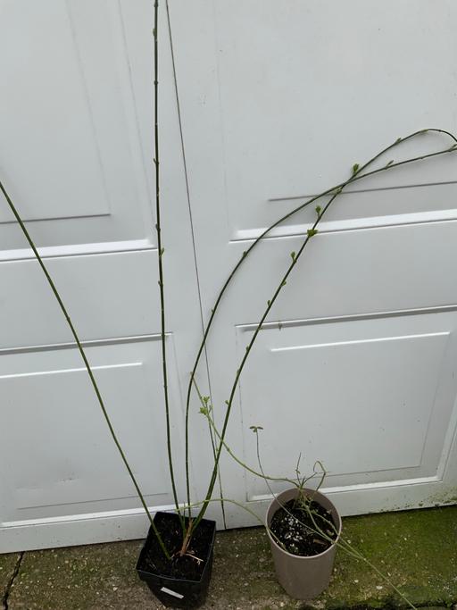 Buy & Sell Kings Heath Birmingham - Photos for Jasmine nudiflorum