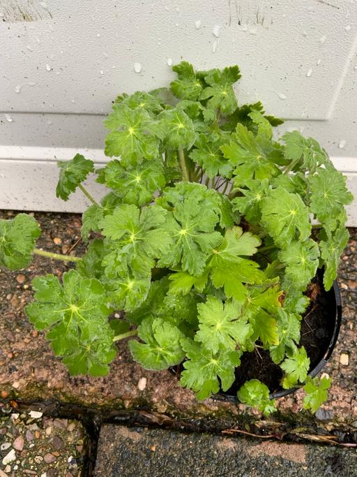 Buy & Sell Kings Heath Birmingham - Photos for Perennial Geranium macrorrhizum