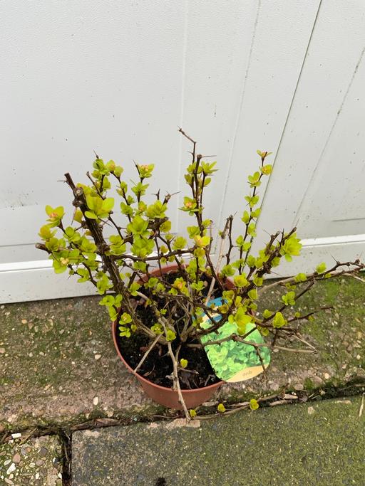 Buy & Sell Stirchley Birmingham - Photos for Shrub Berberis thunbergii Maria