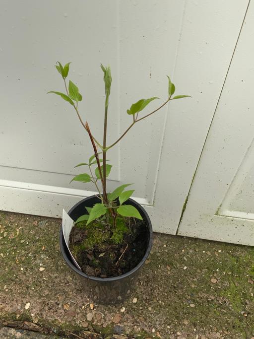 Buy & Sell Kings Heath Birmingham - Photos for Clematis Montana Nelly Moser