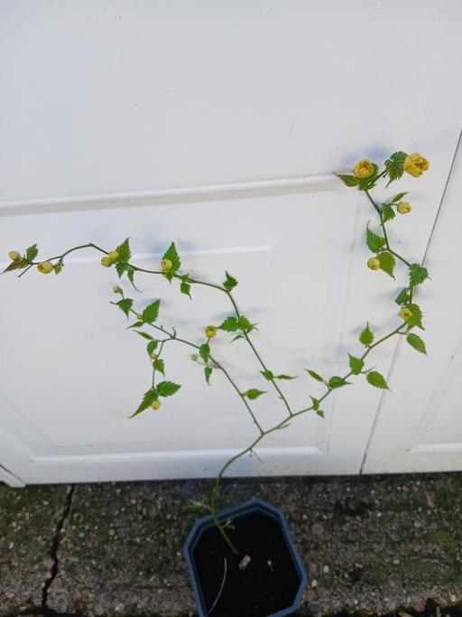 Buy & Sell Kings Heath Birmingham - Photos for Shrub Kerri’s Japonica