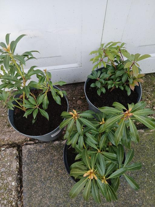 Buy & Sell Stirchley Birmingham - Photos for Shrub Pieris