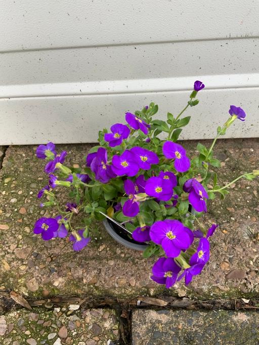 Buy & Sell Stirchley Birmingham - Photos for Alpine Aubrieta