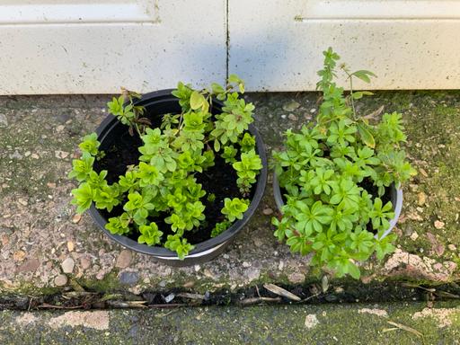 Buy & Sell Kings Heath Birmingham - Photos for Alpines Galium anisophyllon