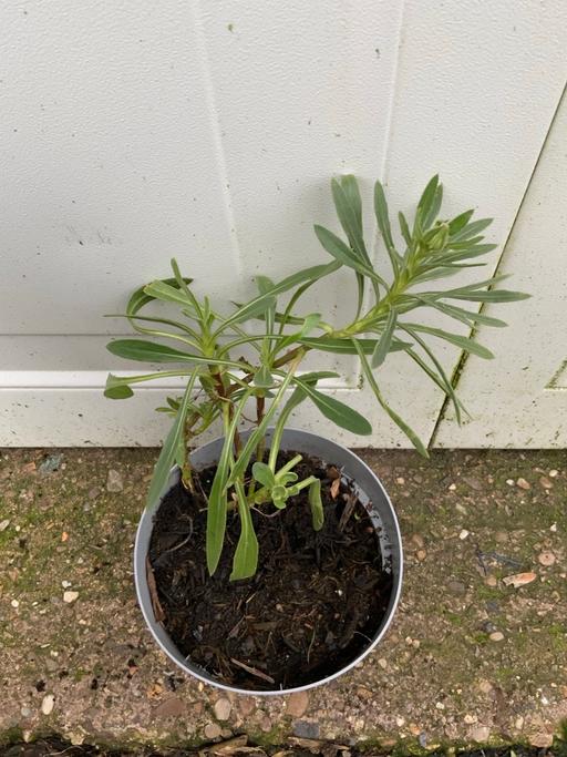 Buy & Sell Stirchley Birmingham - Photos for Osteospermun