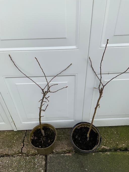 Buy & Sell Kings Heath Birmingham - Photos for Fruit Apple goldenspur