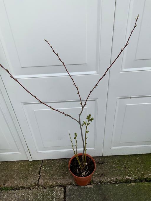 Buy & Sell Moseley Birmingham - Photos for Fruit Plum tree