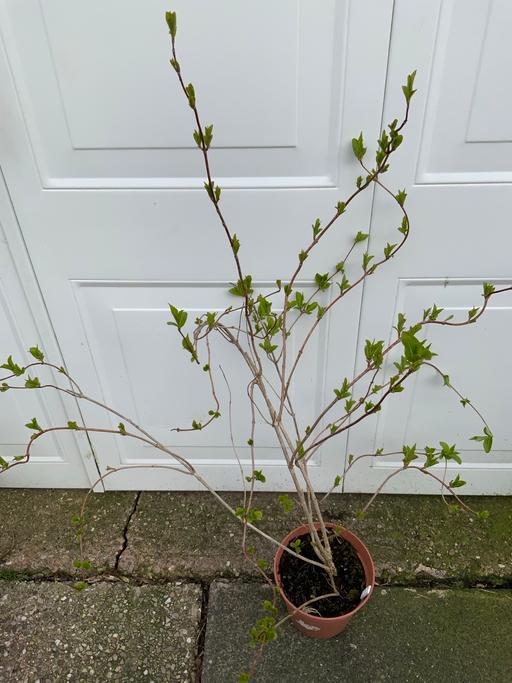 Buy & Sell Kings Heath Birmingham - Photos for Shrub Weigela Rosa