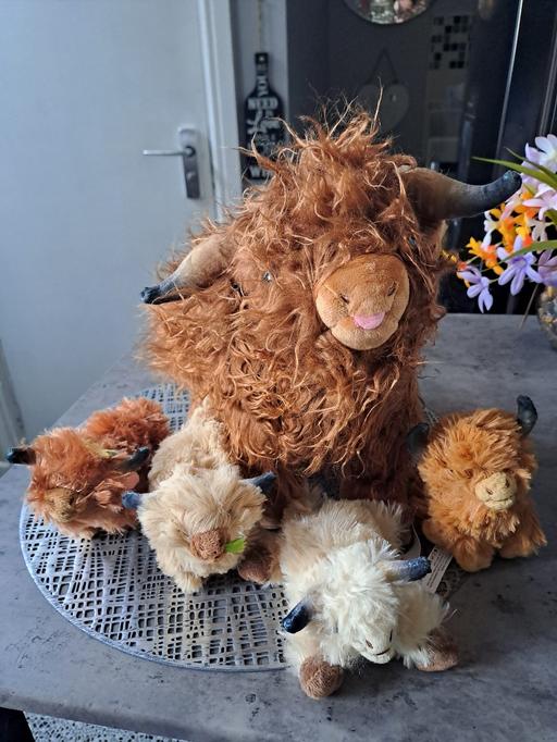 Buy & Sell Gleadless Valley Sheffield - Photos for highland cow with 4 babys
