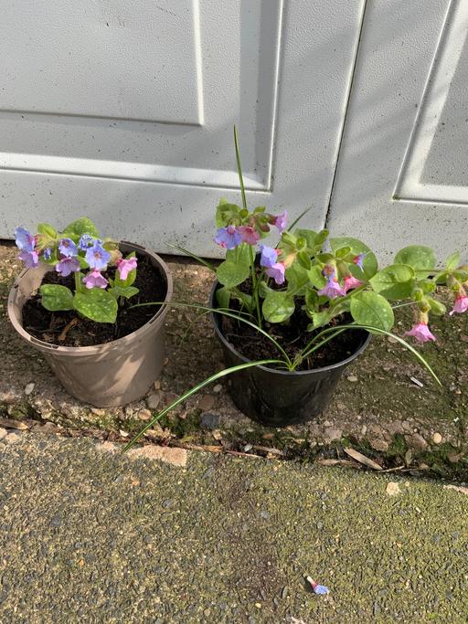Buy & Sell Kings Heath Birmingham - Photos for Perennial Pulmonaria