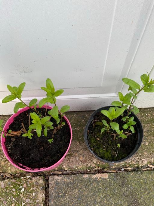 Buy & Sell Stirchley Birmingham - Photos for Perennial Veronica longifolia