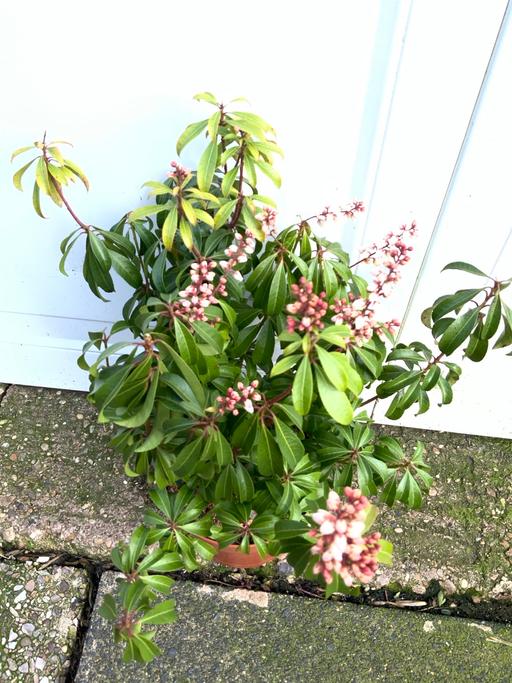 Buy & Sell Kings Heath Birmingham - Photos for Shrub Pieris