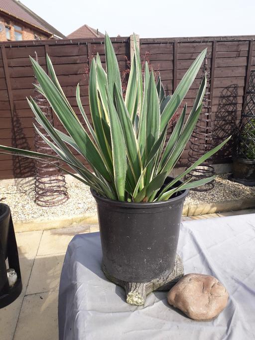 Buy & Sell Wednesbury Sandwell - Photos for yucca plant