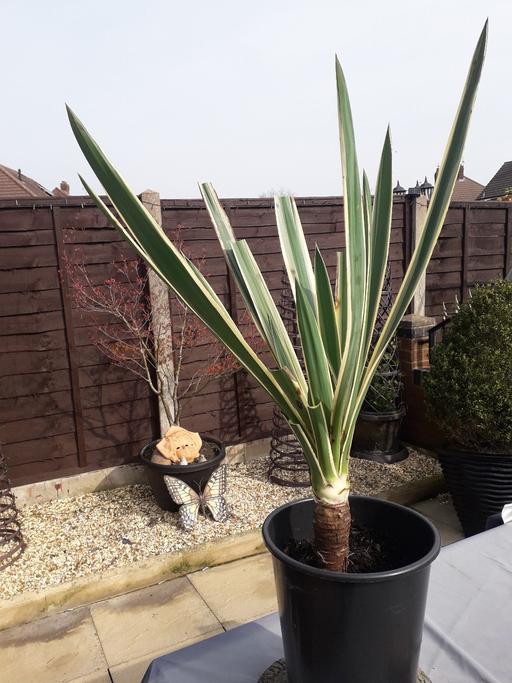 Buy & Sell Wednesbury Sandwell - Photos for yucca plant
