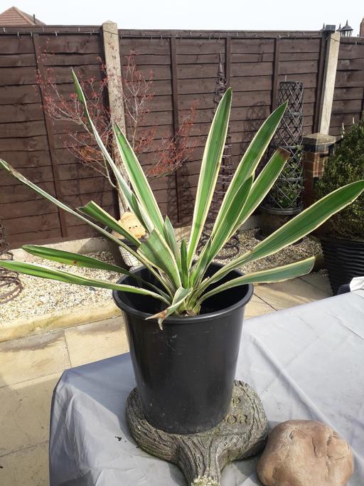 Buy & Sell Wednesbury Sandwell - Photos for yucca plant