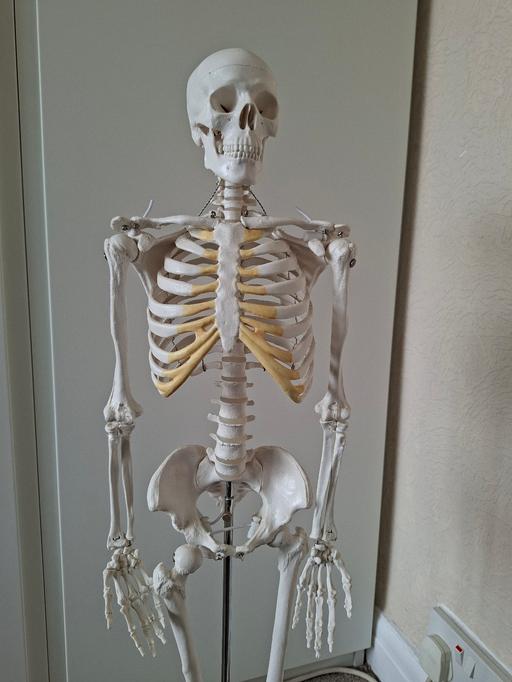 Buy & Sell Coseley Dudley - Photos for skeleton