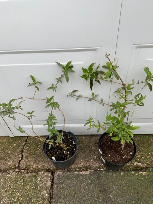 Buy & Sell Stirchley Birmingham - Photos for Buddlehia