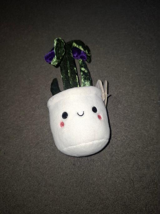 Buy & Sell Dodworth Barnsley - Photos for teddy plant