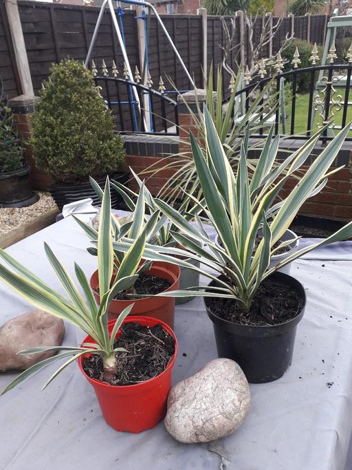Buy & Sell Hill Top Sandwell - Photos for 5 small yucca plants