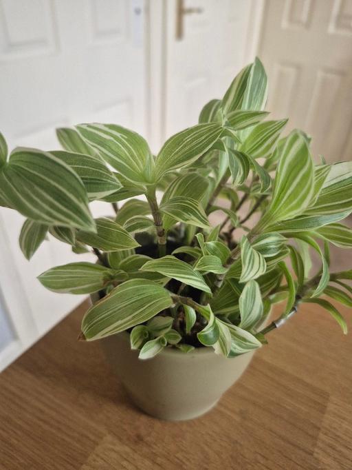 Buy & Sell Hixon Stafford - Photos for Tradescantia Fluminensis Indoor Plant