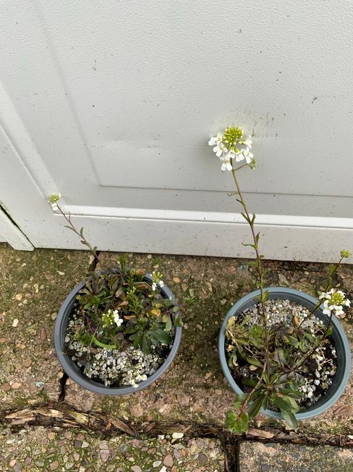 Buy & Sell Stirchley Birmingham - Photos for Alpines Arabis sempervivens