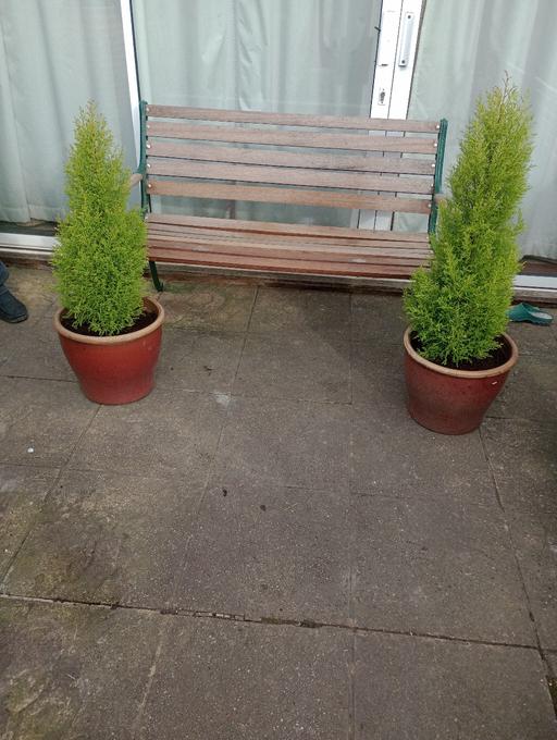 Buy & Sell Lye Dudley - Photos for GOLDEN CREST TREES