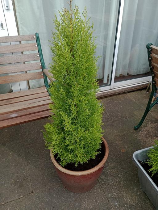 Buy & Sell Quarry Bank Dudley - Photos for GOLD CREST TREE