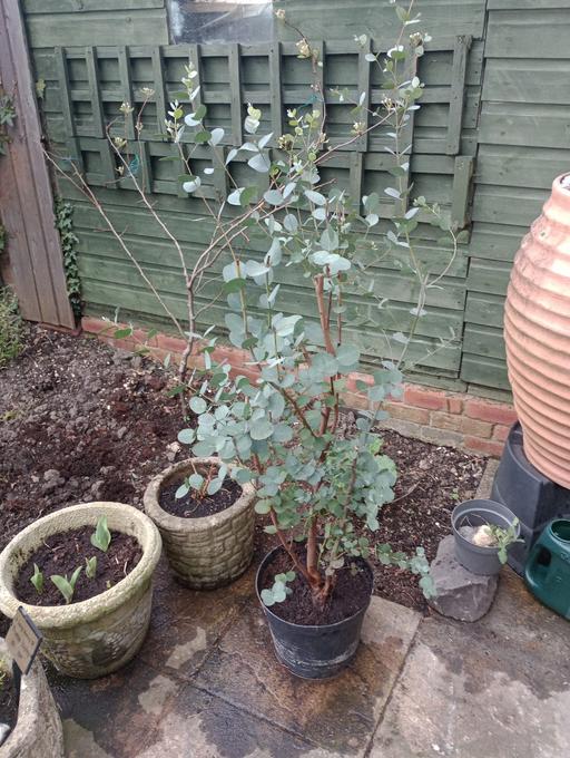 Buy & Sell Quarry Bank Dudley - Photos for EUCALYPTUS TREE