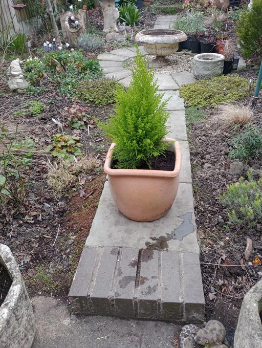 Buy & Sell Lye Dudley - Photos for GOLD CREST TREE IN POT