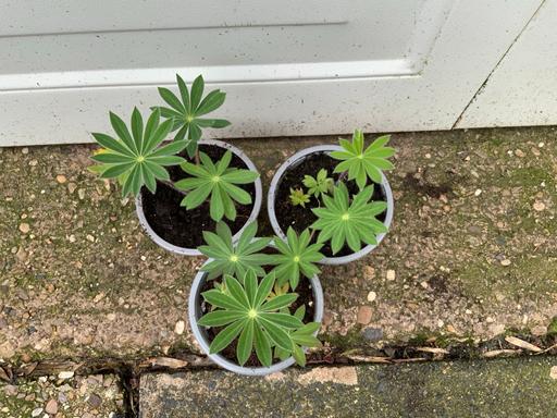 Buy & Sell Stirchley Birmingham - Photos for Dwarf Lupins