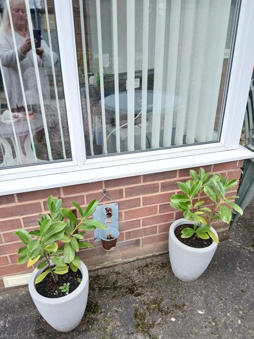 Buy & Sell Wedges Mills South Staffordshire - Photos for LAURELS 2 AVAILABLE DOESNT INCUDE SHOWN POTS