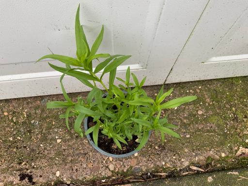 Buy & Sell Kings Heath Birmingham - Photos for Sweet William