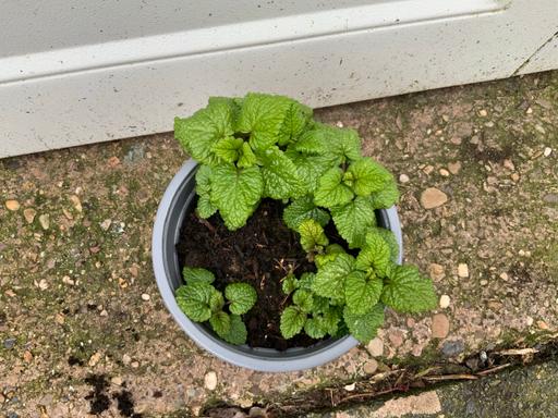 Buy & Sell Bournville Birmingham - Photos for Herbs lemon balm