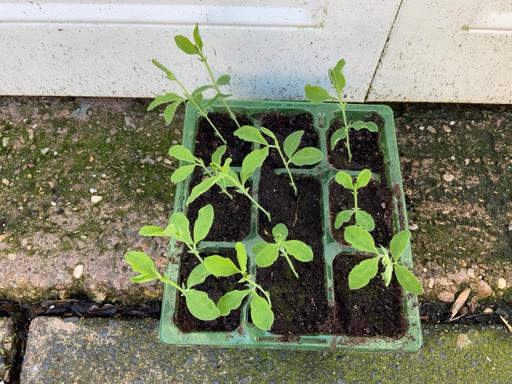 Buy & Sell Stirchley Birmingham - Photos for Sweet peas