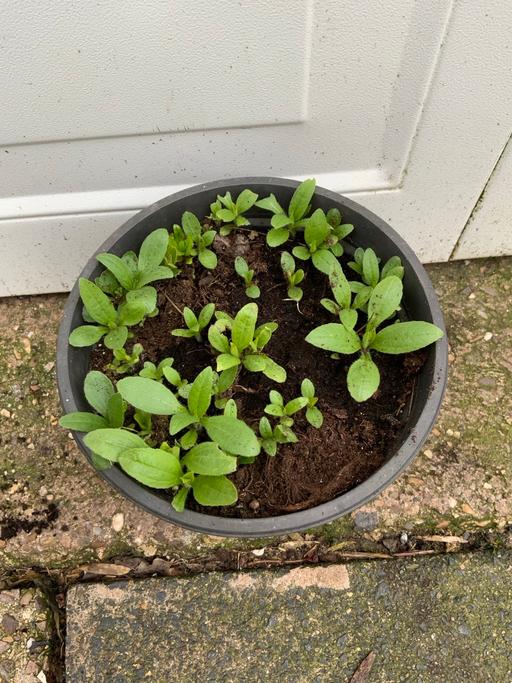 Buy & Sell Kings Heath Birmingham - Photos for Helianthus