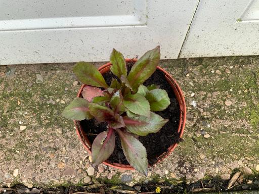 Buy & Sell Stirchley Birmingham - Photos for Lobelia Fan