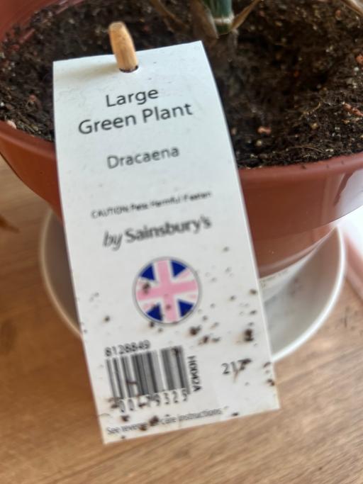 Buy & Sell Bedford Park West London - Photos for Large green houseplant