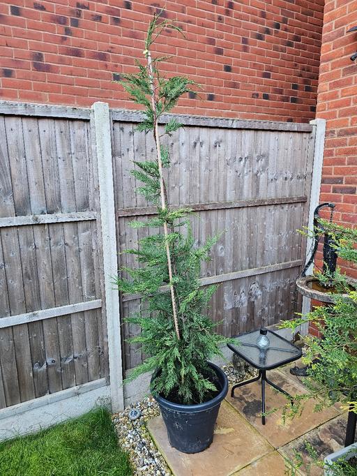 Buy & Sell Whittington Lichfield - Photos for Leylandii Tree 🌳 ♥️