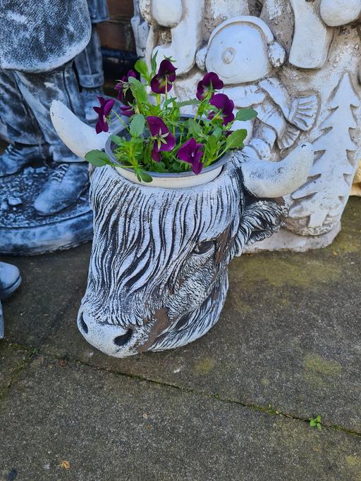 Buy & Sell Moseley Birmingham - Photos for Cow Head Planter