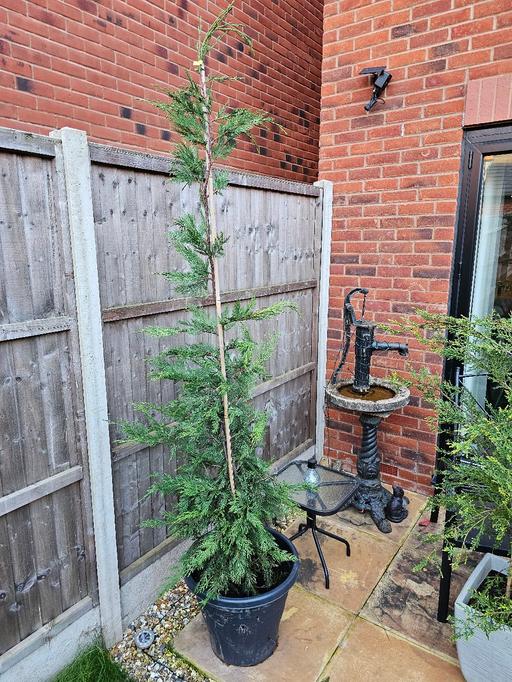 Buy & Sell Whittington Lichfield - Photos for Leylandii Tree 🌳