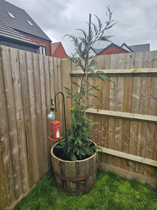 Buy & Sell Whittington Lichfield - Photos for Leylandii Tree 🌳 and Whiskey Barrell