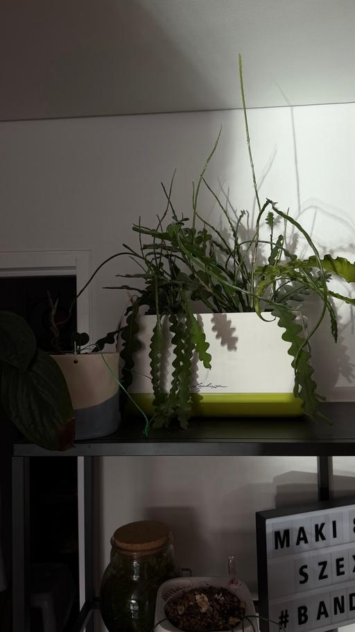 Buy & Sell Rotherhithe South East London - Photos for Plants and their pots