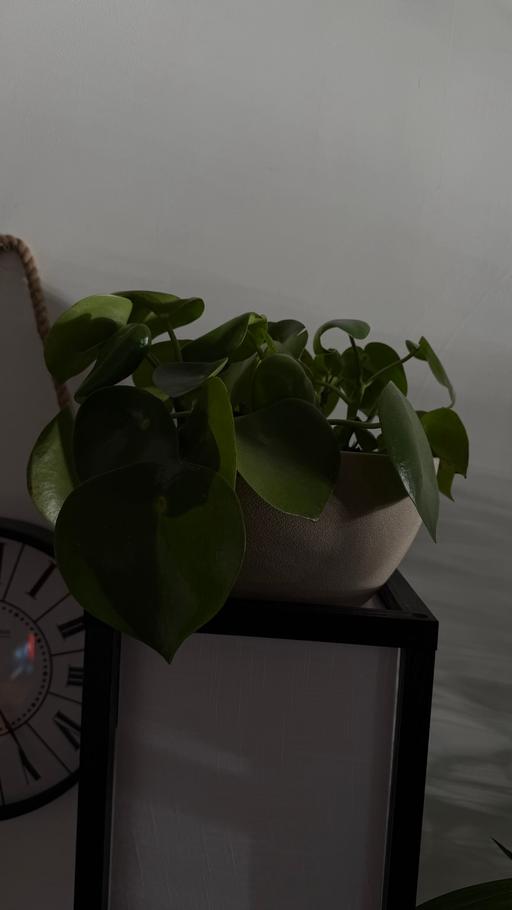 Buy & Sell South Quay East London - Photos for Plants with their Lechuza smart pots