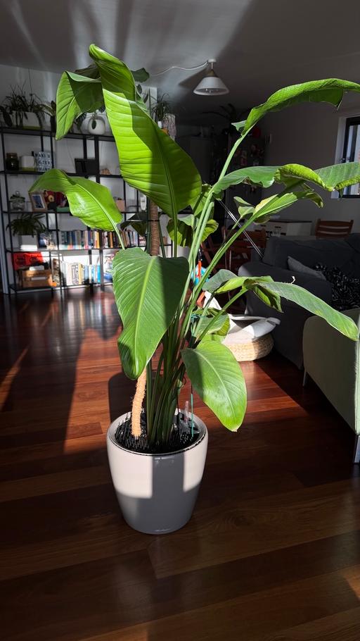Buy & Sell South Quay East London - Photos for Bird of paradise plant + Lechuza pot 35cm
