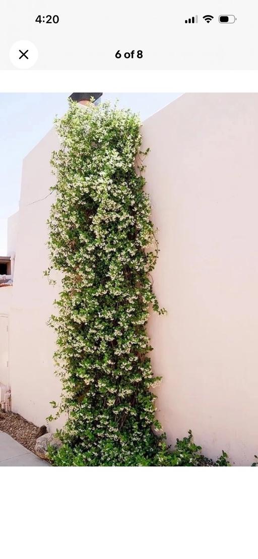 Buy & Sell Alum Rock Birmingham - Photos for Jasmine fragrant flowers