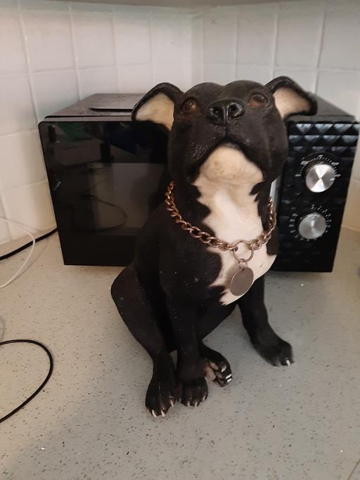 Buy & Sell South Hylton Sunderland - Photos for heavy dog bust