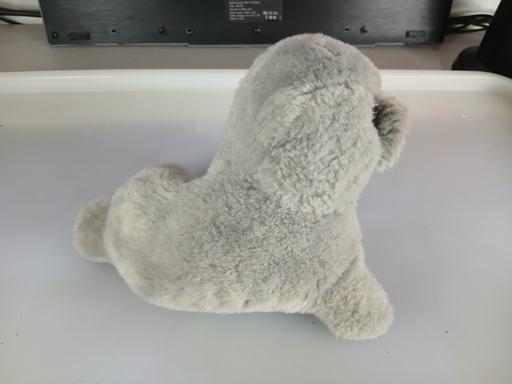 Buy & Sell Fulwood Preston - Photos for seal teddy
