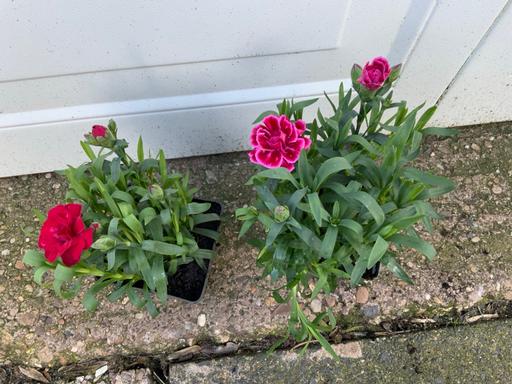 Buy & Sell Stirchley Birmingham - Photos for Dianthus